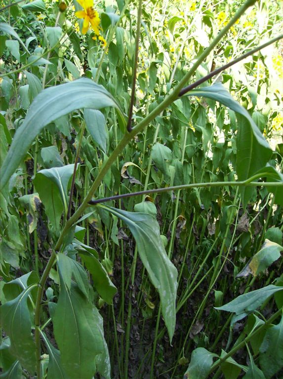 Helianthus tuberosus